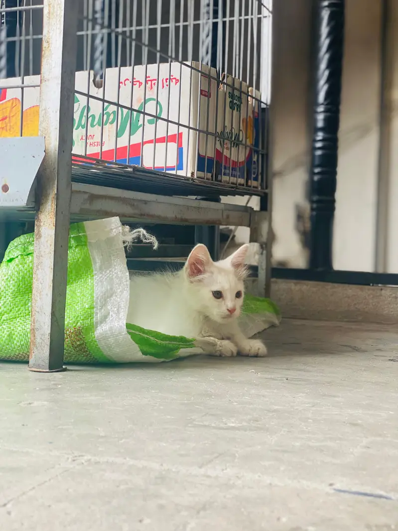 Persian White Long-Hair Kitten_Turkish Angora Type — photo 7