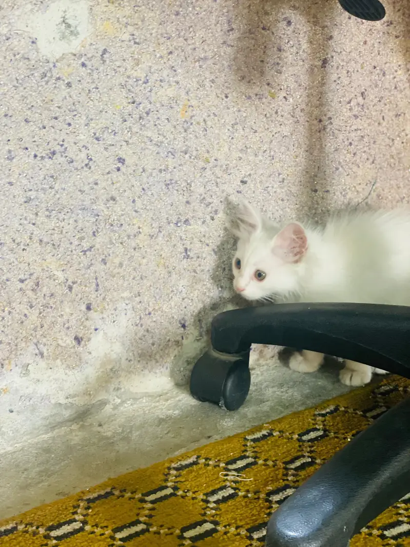 Persian White Long-Hair Kitten_Turkish Angora Type — photo 8