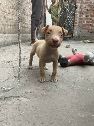 Pitbull female puppy read description