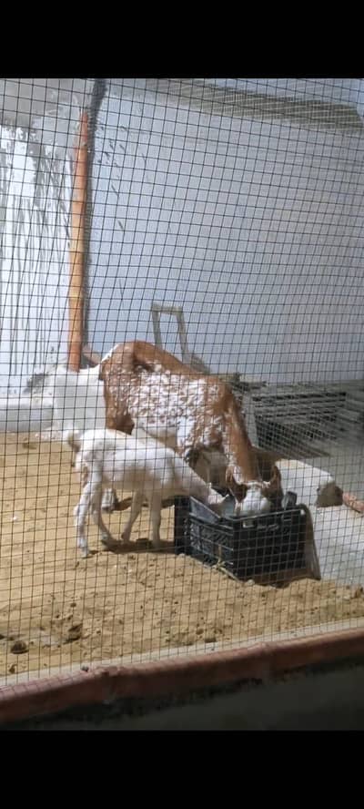 Barbari goat with male baby Bakri ke sath ek bacha hai male