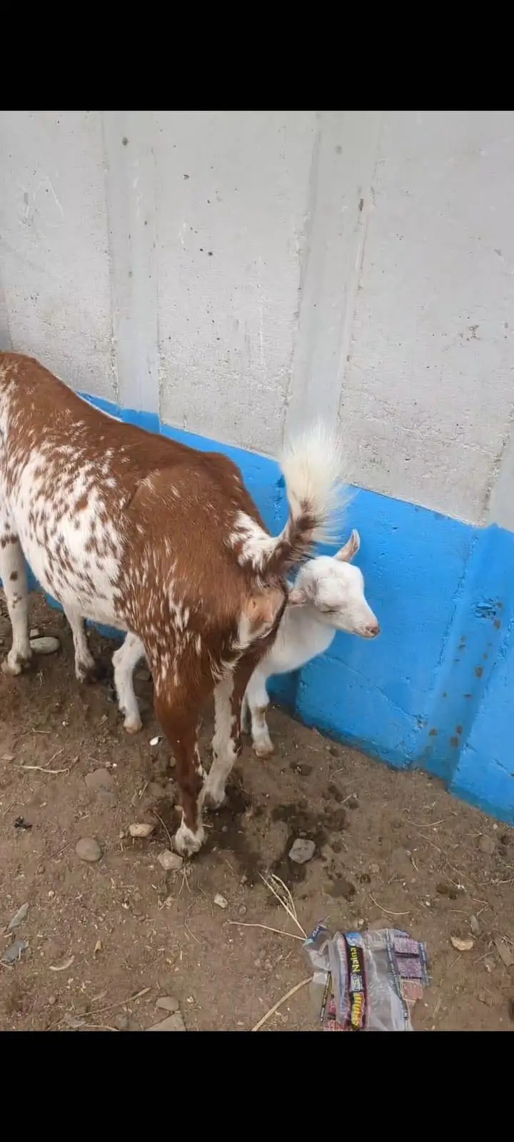 Barbari goat with male baby Bakri ke sath ek bacha hai male — photo 2
