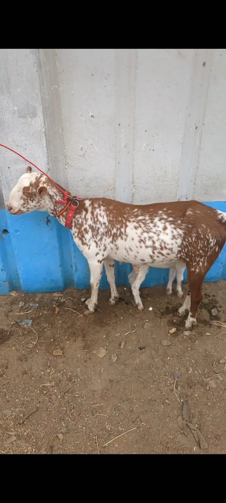 Barbari goat with male baby Bakri ke sath ek bacha hai male — photo 3