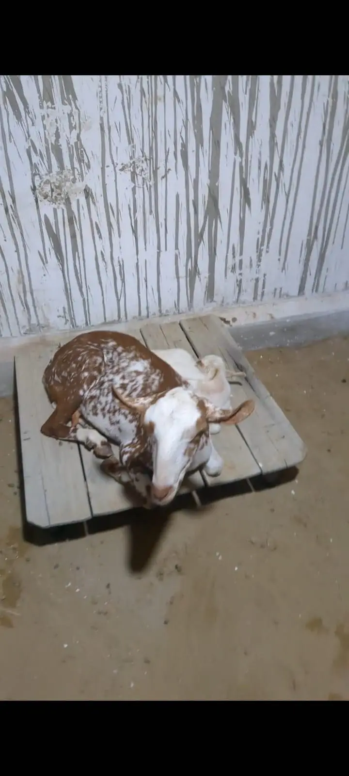 Barbari goat with male baby Bakri ke sath ek bacha hai male — photo 4