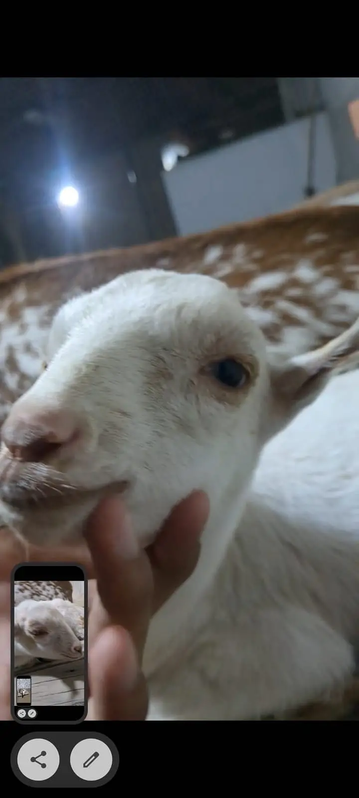 Barbari goat with male baby Bakri ke sath ek bacha hai male — photo 5