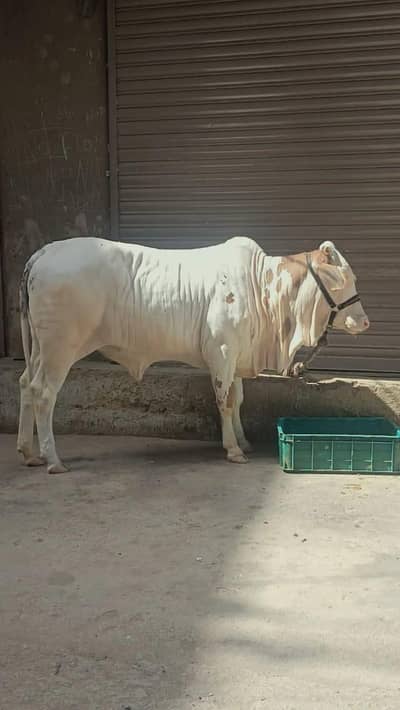 Pure Gulabi Kheeri Surajmukki