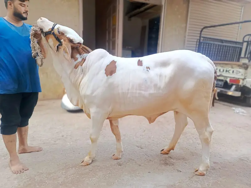 Pure Gulabi Kheeri Surajmukki — photo 2