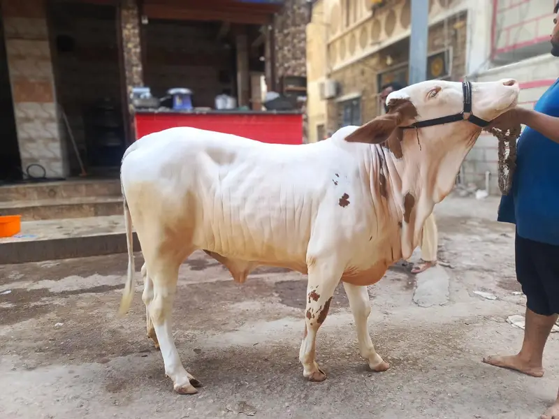 Pure Gulabi Kheeri Surajmukki — photo 3