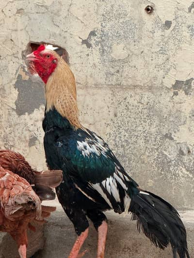 1 male + 3 female Urgent sale golden offer all in 25000