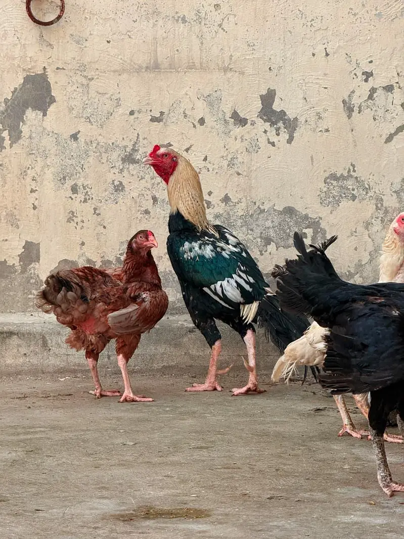 1 male + 3 female Urgent sale golden offer all in 25000 — photo 2