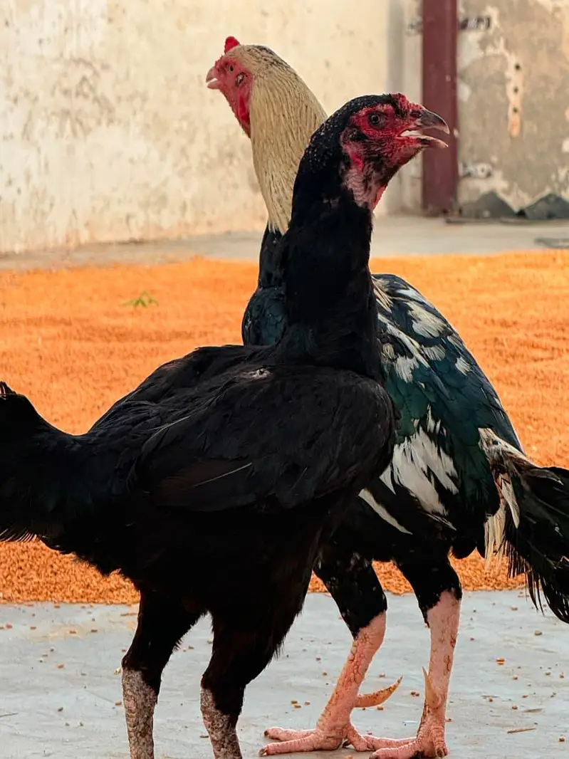 1 male + 3 female Urgent sale golden offer all in 25000 — photo 4