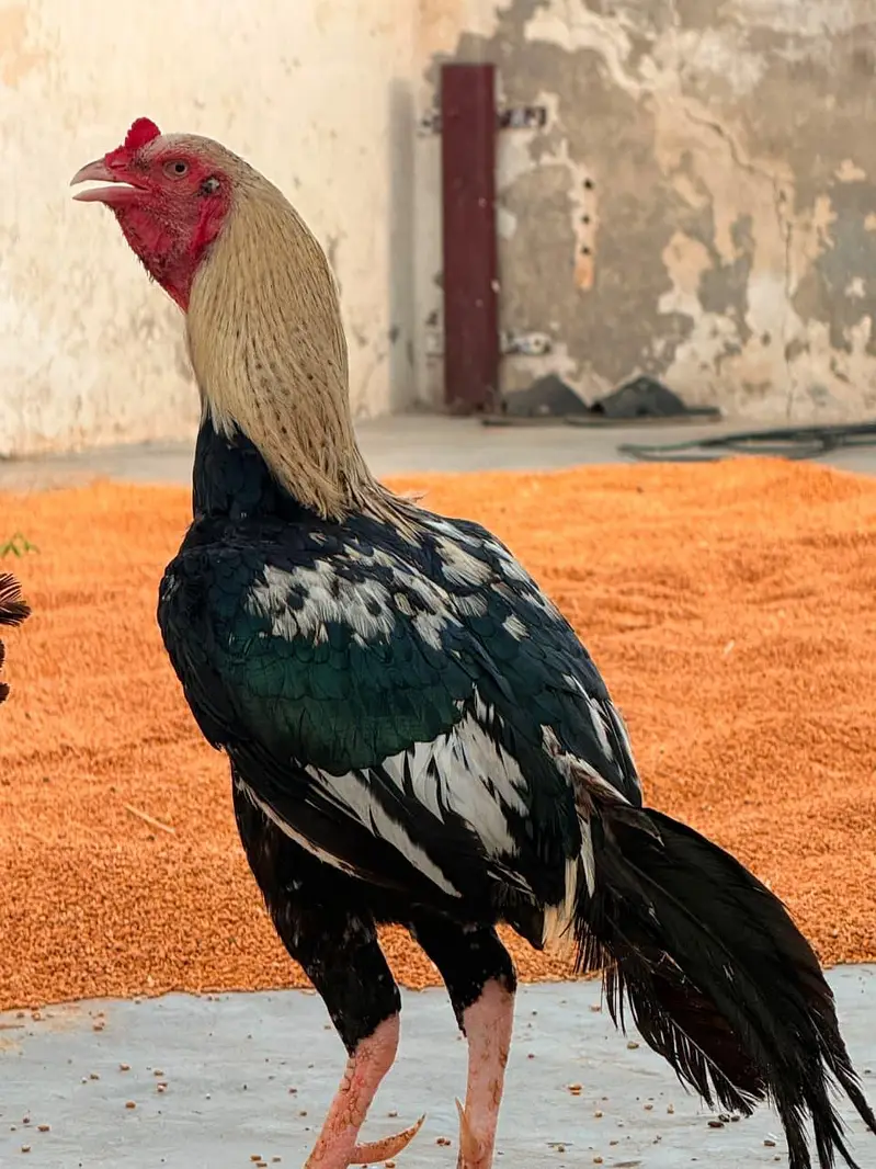 1 male + 3 female Urgent sale golden offer all in 25000 — photo 6