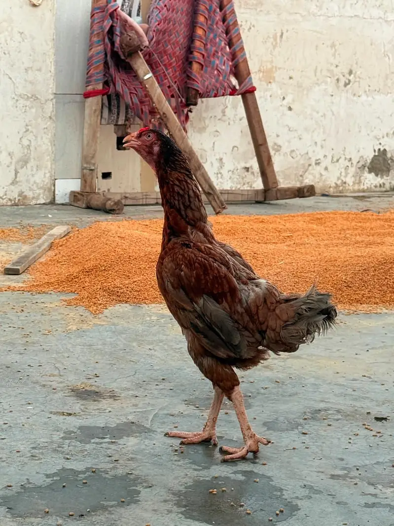 1 male + 3 female Urgent sale golden offer all in 25000 — photo 7