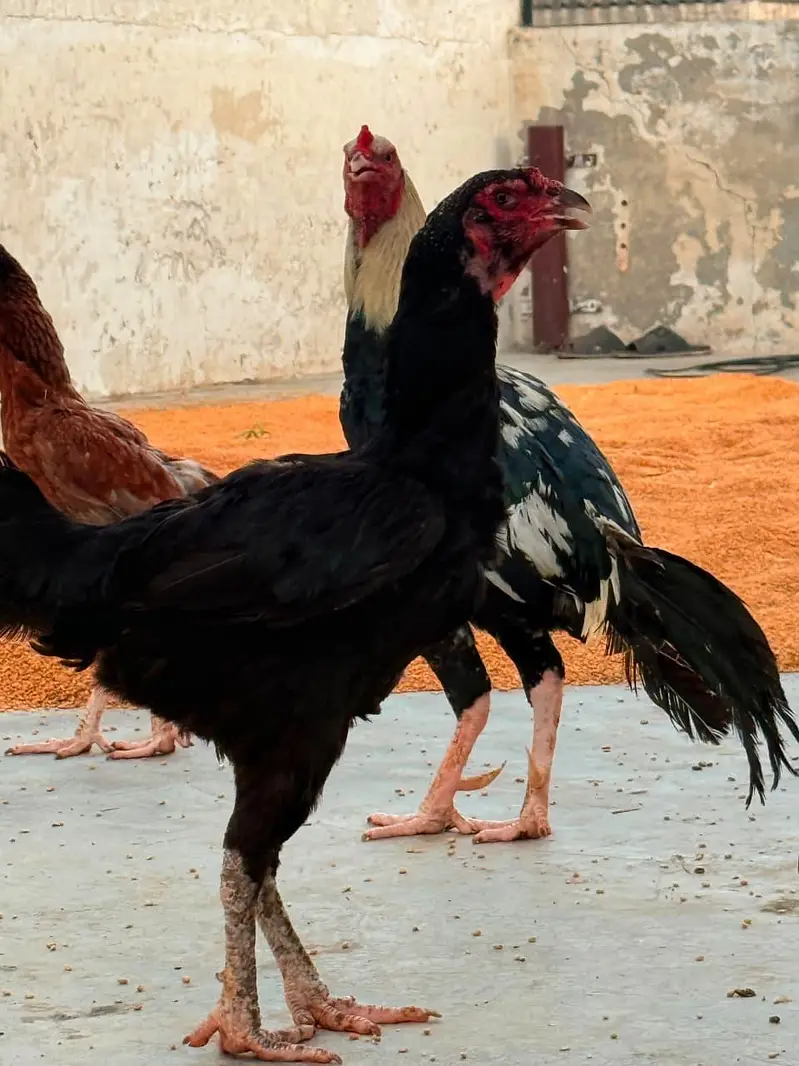 1 male + 3 female Urgent sale golden offer all in 25000 — photo 8