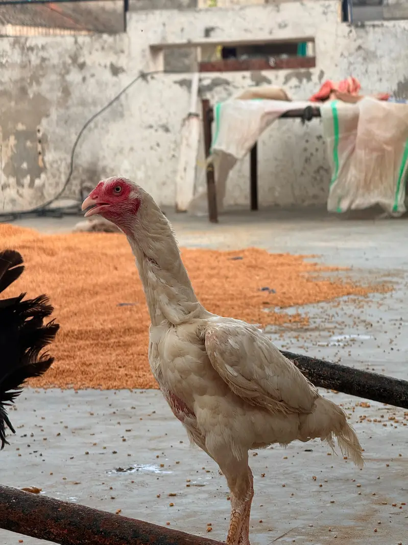 1 male + 3 female Urgent sale golden offer all in 25000 — photo 9