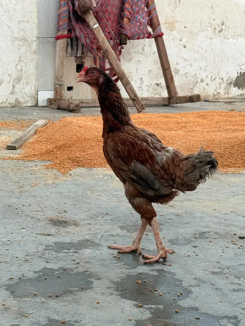 1 male + 3 female Urgent sale golden offer all in 25000 — photo 10