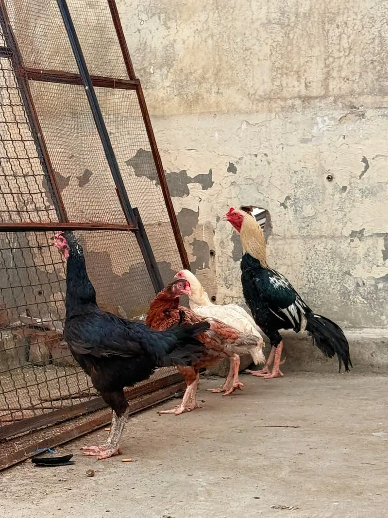 1 male + 3 female Urgent sale golden offer all in 25000 — photo 12
