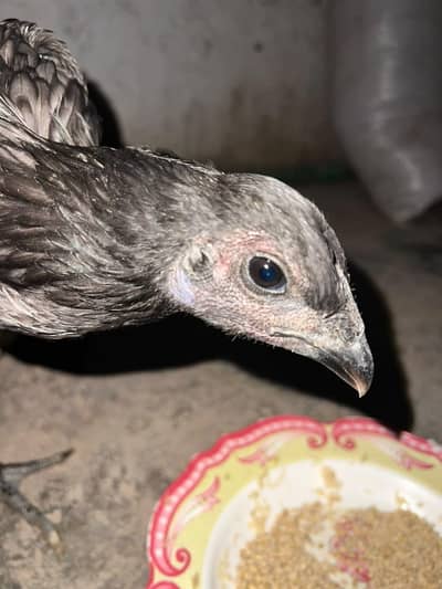 Dragan Hen Available For Sale