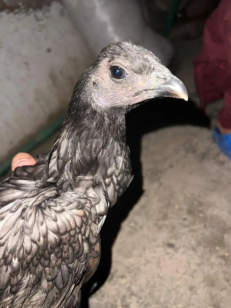 Dragan Hen Available For Sale — photo 2