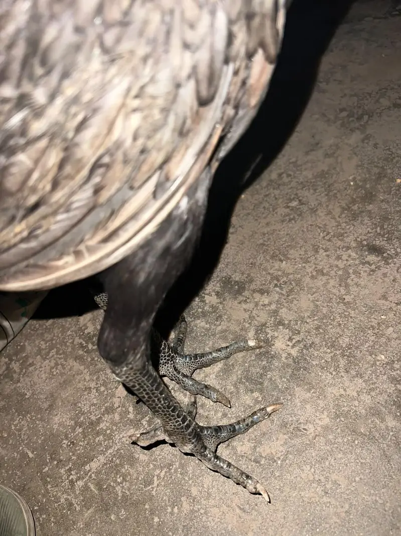 Dragan Hen Available For Sale — photo 5