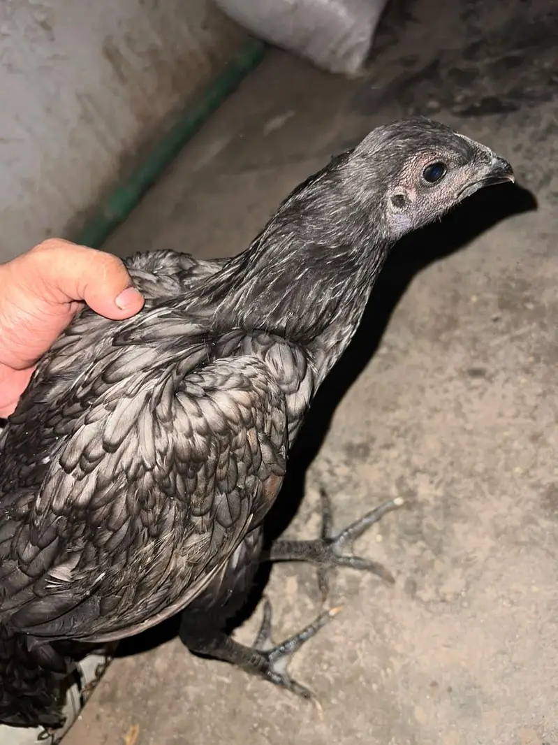 Dragan Hen Available For Sale — photo 9