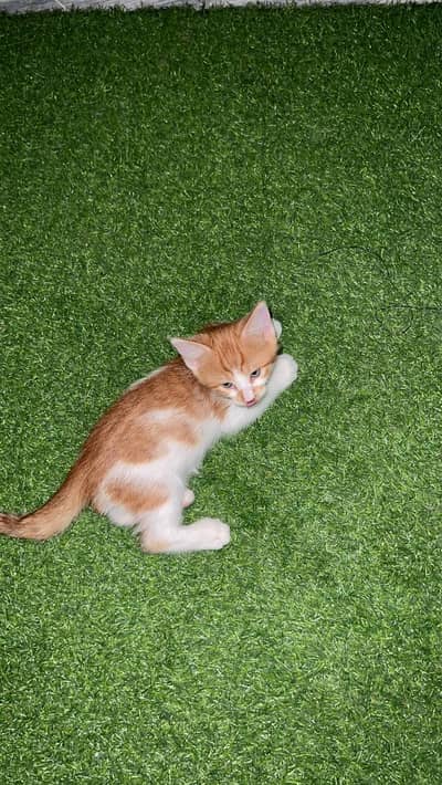 Pair of kittens for free
