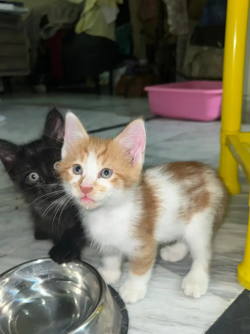 Pair of kittens for free — photo 2