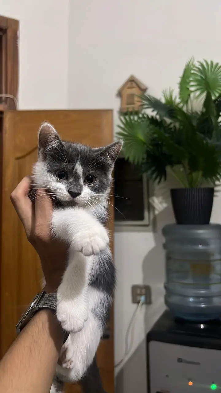 Pair of kittens for free — photo 3