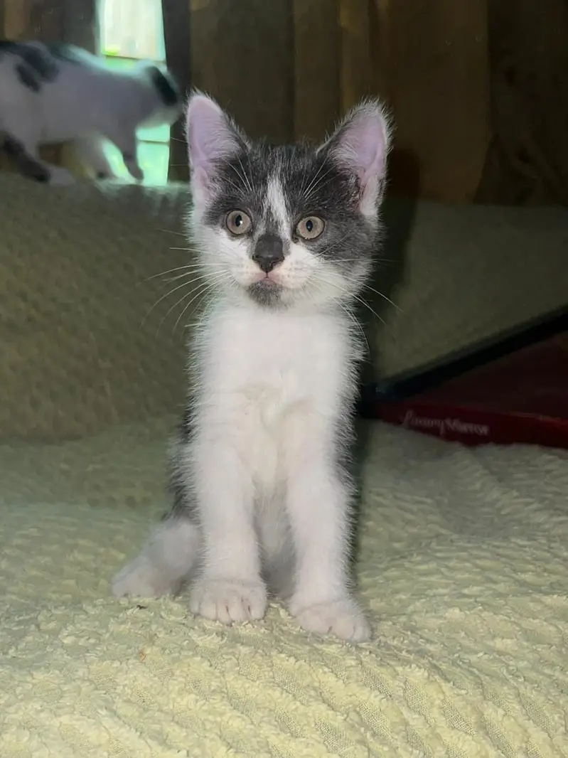 Pair of kittens for free — photo 4