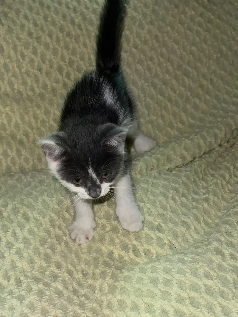 Pair of kittens for free — photo 5