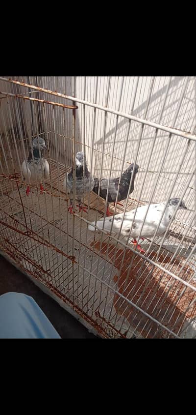 mix pigeons