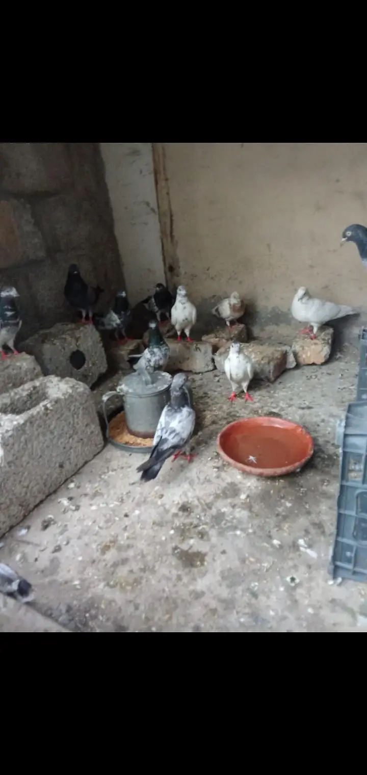 mix pigeons — photo 2