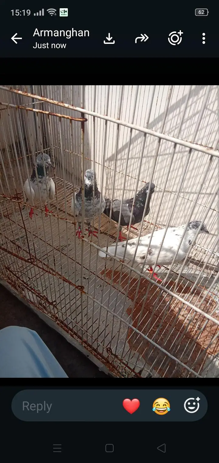 mix pigeons — photo 3