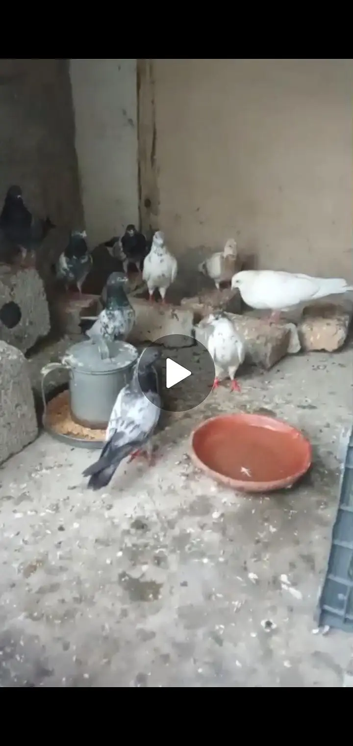 mix pigeons — photo 4