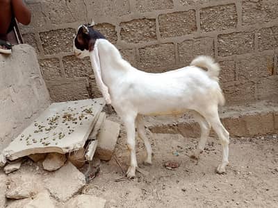 bakra