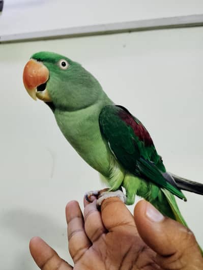 Hand Tamed Parrot