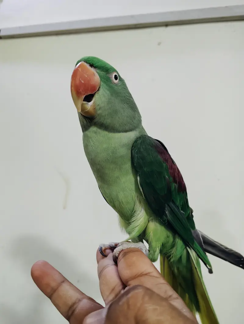 Hand Tamed Parrot — photo 2