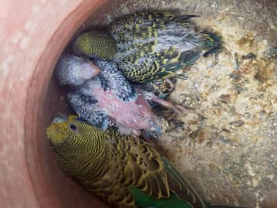 female with chiks