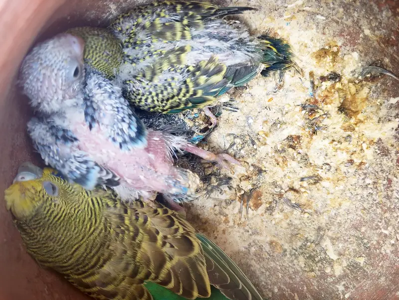 female with chiks — photo 2