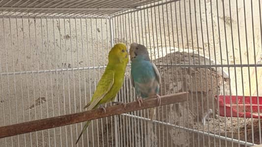bugies parrot