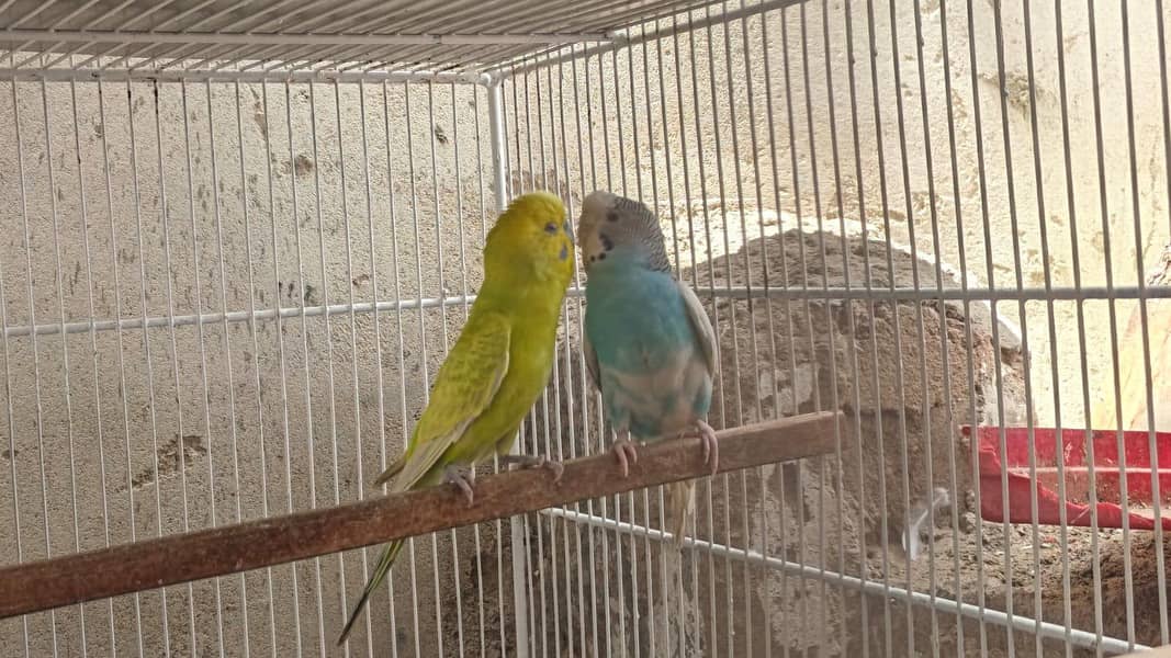 bugies parrot 0