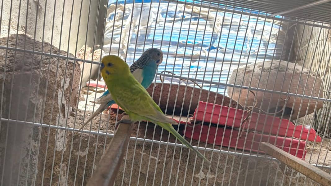 bugies parrot 1