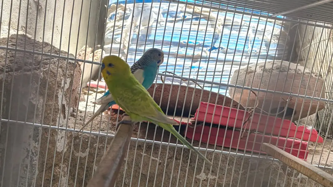 bugies parrot — photo 2
