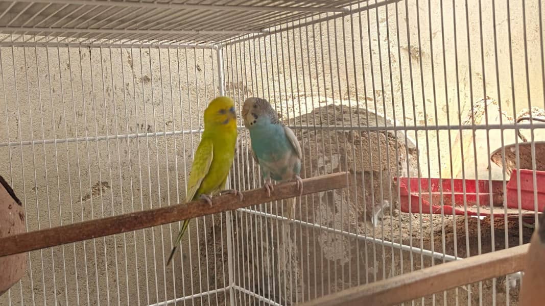 bugies parrot 2