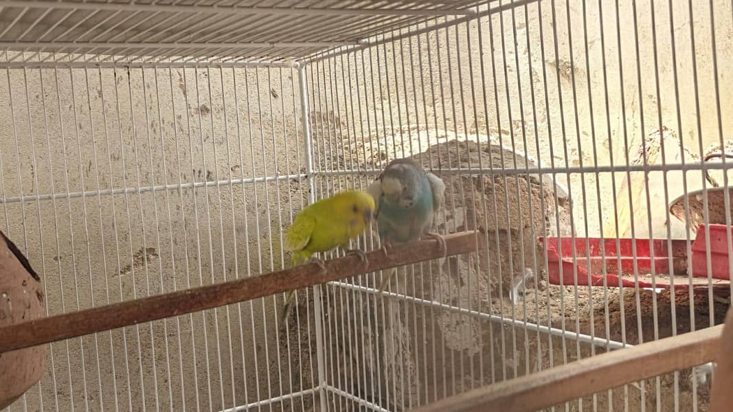 bugies parrot 3