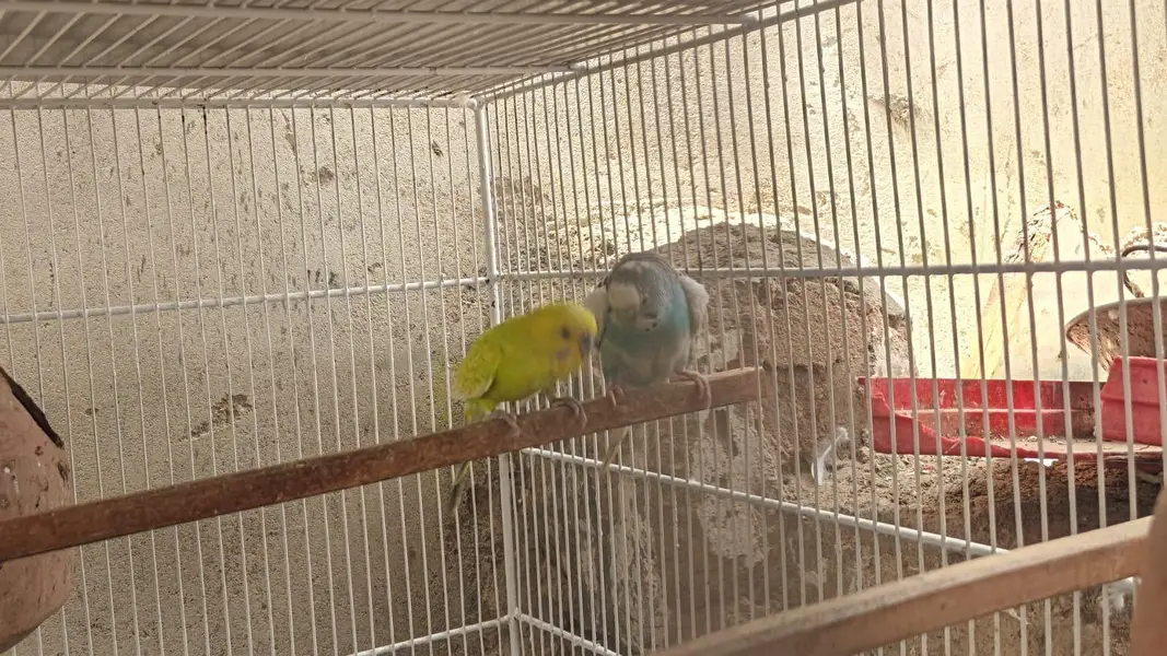 bugies parrot — photo 4