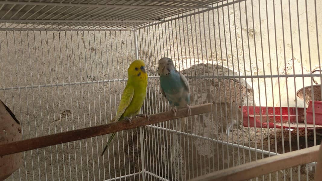 bugies parrot 4