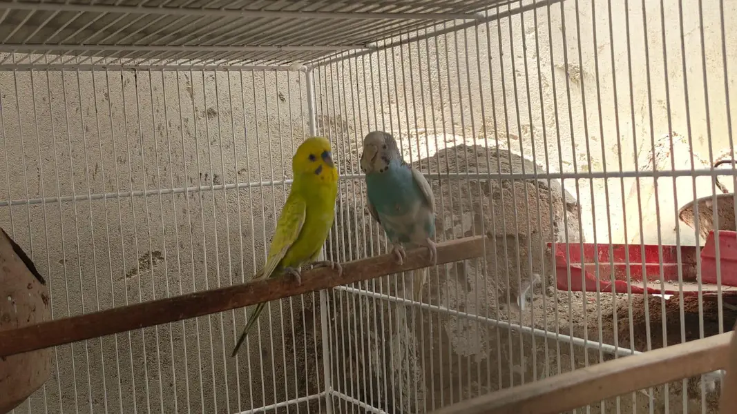 bugies parrot — photo 5