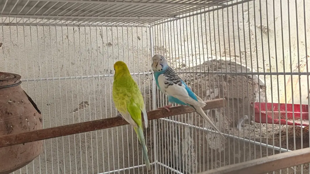 bugies parrot — photo 6