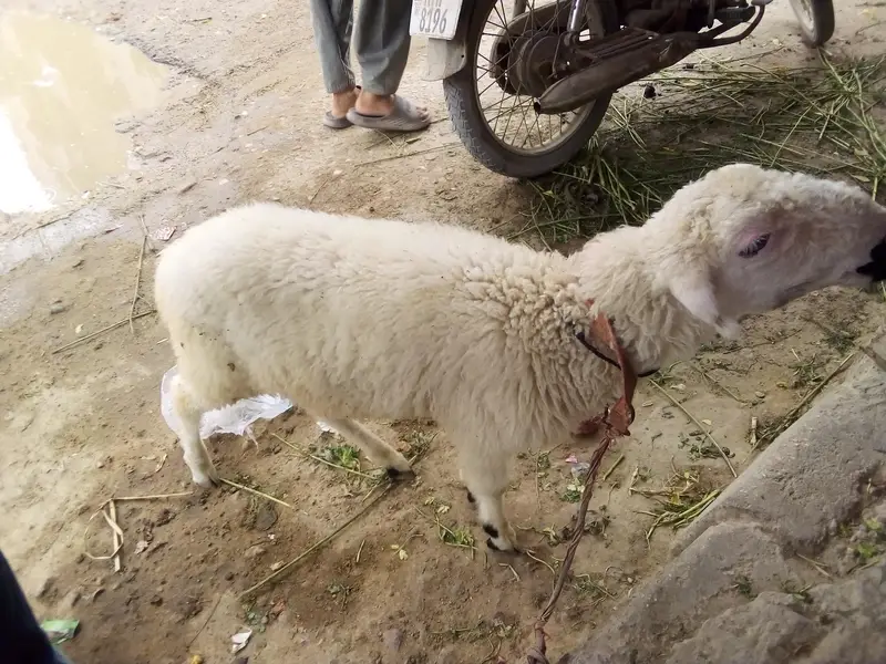 Dumba in Best price — photo 2