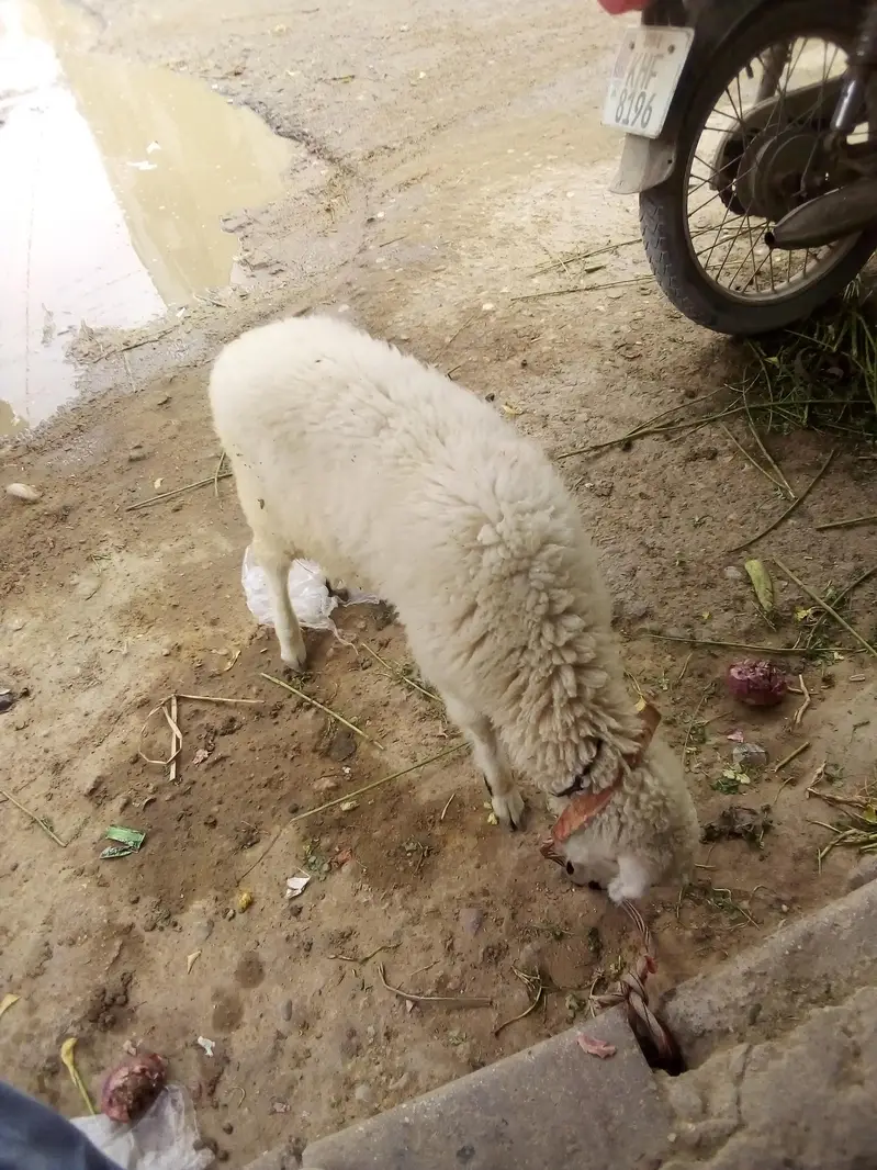 Dumba in Best price — photo 3